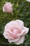 ROS0084.jpg 32165