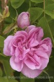 ROS0085.jpg 30330