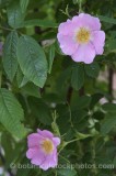ROS0099.jpg 31558
