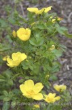 ROS0101.jpg 31523