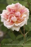 ROS0125.jpg 31651