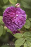 ROS0131.jpg 31776