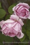 ROS0140.jpg 32228