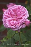ROS0142.jpg 31646