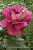 ROS0143.jpg 31876