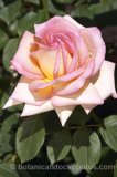 ROS0147.jpg 32255