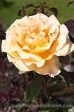ROS0148.jpg 32264