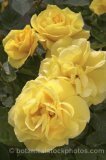 ROS0154.jpg 31757