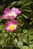 ROS0160.jpg 31549
