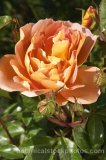 ROS0178.jpg 32198