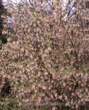 SHR0091.jpg 69895