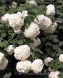 SHR0134.jpg 54950