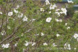 SHR0265.jpg 63089