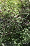 SHR0348.jpg 65672