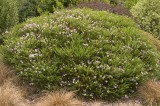 SHR0366.jpg 98195