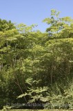SHR0388.jpg 65810