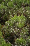 SHR0401.jpg 99068