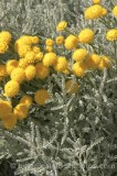 SHR0407.jpg 67871