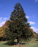 TRE0024.jpg 62094