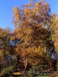 TRE0028.jpg 54402