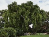 TRE0056.jpg 63189
