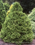 TRE0103.jpg 68350