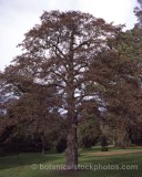 TRE0117.jpg 58731