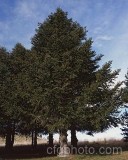 TRE0121.jpg 54307