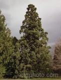 TRE0127.jpg 68113