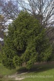 TRE0150.jpg 62134