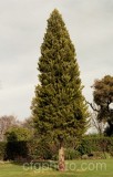 TRE0152.jpg 61060