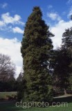 TRE0155.jpg 68106