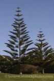 TRE0219.jpg 62112