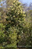 TRE0239.jpg 60976
