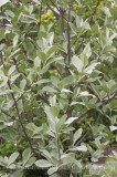 TRE0245.jpg 60011