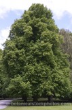 TRE0270.jpg 64866
