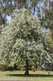 TRE0274.jpg 60650