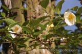 TRE0275.jpg 74178