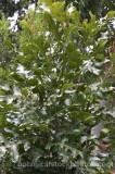 TRE0279.jpg 68538