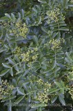 TRE0290.jpg 60894