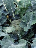 VEG0001.jpg 57784