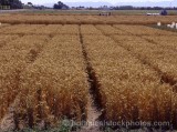 VEG0010.jpg 64564