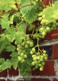 VEG0013.jpg 64934