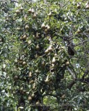 VEG0015.jpg 60610