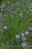 VEG0020.jpg 57914