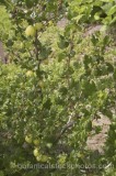 VEG0021.jpg 69907