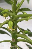 VEG0023.jpg 74487