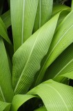 cfgde36.jpg 85769
