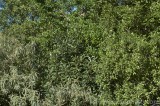 CFGbe81.jpg 80611