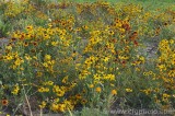 CFGbw73.jpg 82403